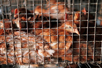 Close-up of sad chicken or hen Inside a Small Cage Transportation sell market 