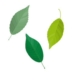 Vector illustration of green leaves isolated on background.