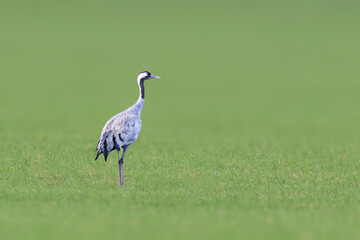 Obraz na płótnie Canvas a crane stands on a green field