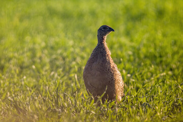 a young pheasant chicken in a meadow