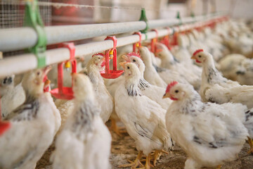 thirsty Chickens poultry in hot stress drink fresh water nipple system in Farm