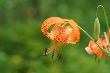 夏の山野に咲く鮮やかなコオニユリの花