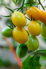 家庭菜園のミニトマト