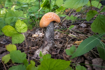 Edible boletus mushroom in the grass in a forest clearing. Close-up.