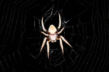 Tropical Orb Weaver Spider in Web at Night