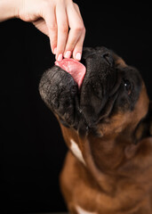 A German boxer dog takes a dog treat from the hands of its owner close-up on a black background