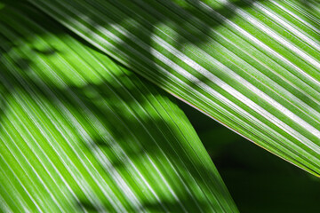 Detail of green palm leaves, natural lines for organic background