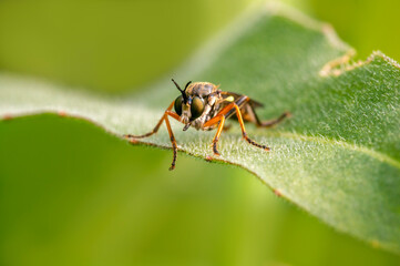 Naklejka premium one robber fly sits on a leaf and waits for prey
