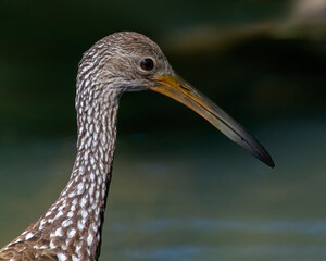A Limpkin making a rare visit to Oklahoma
