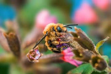 one bee sits on a flower in a meadow