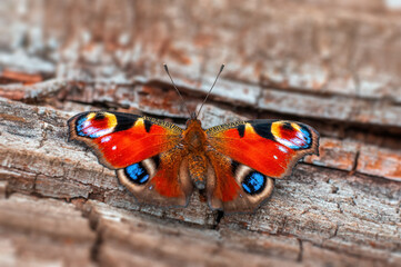 one peacock butterfly sits on a stalk in a meadow