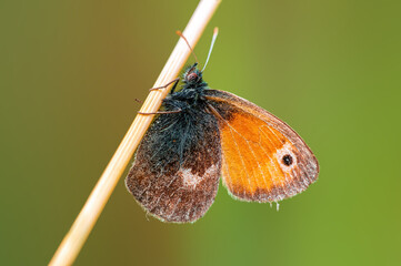 one brown butterly sits on a stalk in a meadow