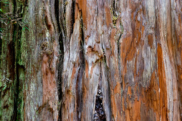 Corteza de Árbol milenario alerce (Fitzroya cupressoides)