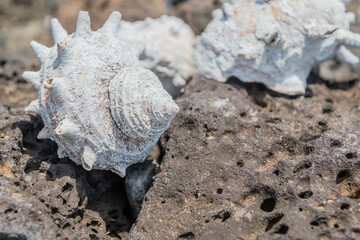 Closeup of white seashell on top of volcanic rock with blurred background.