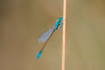 one blue damselfly dragonfly sits on a stalk in a meadow