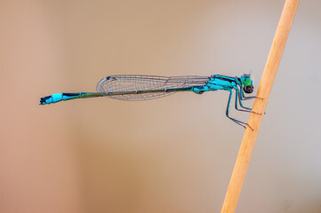 one blue damselfly dragonfly sits on a stalk in a meadow - Powered by Adobe