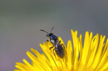 one wasp sits on a flower in a meadow