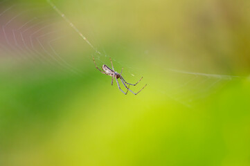 one spider sits in its web and waits for prey
