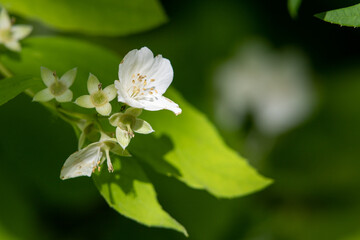 Obraz na płótnie Canvas White apple tree flowers, close-up, blurred background of nature.