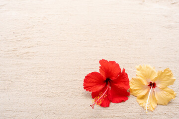 red hibiscus flower on sand background © tienuskin