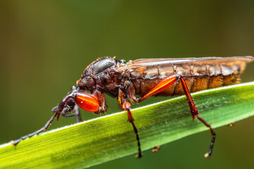 one March fly sits on a blade of grass in a meadow