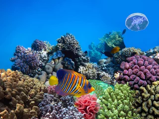 Gardinen This is a picture of soft and hard corals © vlad61_61