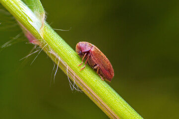 one brown bug sits on a stalk in a meadow