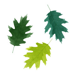 Vector watercolor illustration of red oak leaves isolated on background.