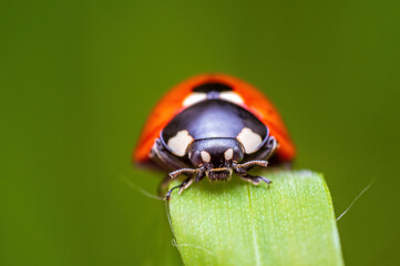 one red ladybug sits on a blade of grass in a meadow