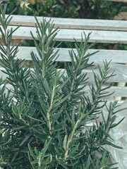 Obraz premium Close up of fresh rosemary herb