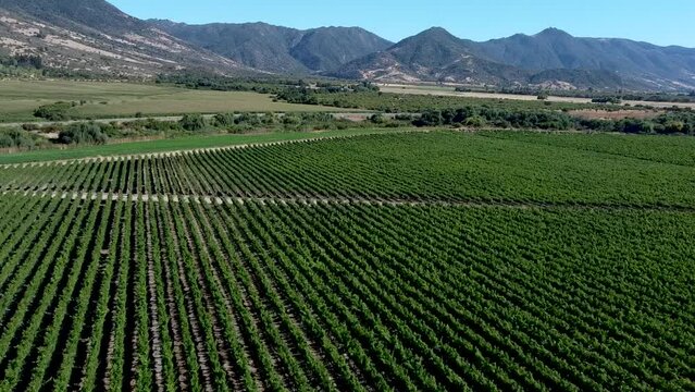 The drone image shows a vineyard in the central region of Chile.