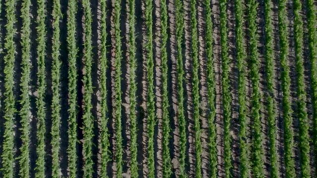 In the image taken by drone, grape plants in a vineyard can be seen from the upper view.
