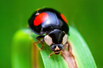 one black ladybug sits on a blade of grass in a meadow © Mario Plechaty