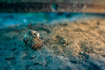 Close-up fresh chicken manure on the floor