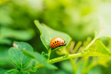 Red large juicy larva of the Colorado potato beetle close-up on a green potato leaf. Solar reflection of the dawn sun