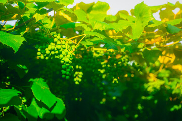 Green unripe grapes growing in a vineyard close-up on a blurred background. Bunch of grapes in the evening at sunset, soft lighting
