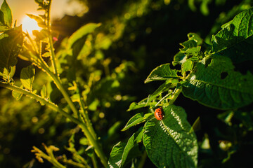 Red larvae of the Colorado potato beetle ate a potato plant. Colorado beetles close-up on a potato plantation in the early morning at sunrise