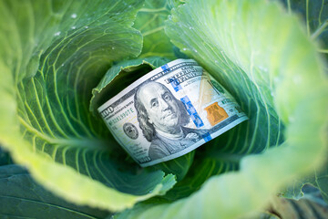 A hundred dollar bill inside a white cabbage germ close-up. Whiteflies on cabbage leaves