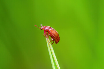 one brown bug sits on a stalk in a meadow