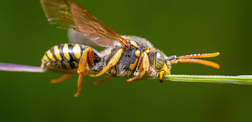 one wasp sits on a stalk in a meadow