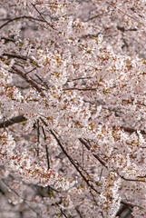 桜‐05