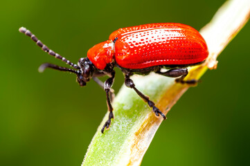 one red lily beetle sits on a leaf