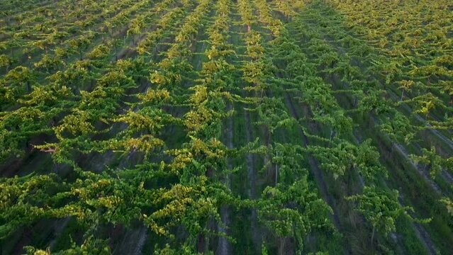 A drone image shows a vineyard in the central region of Chile.