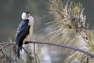 Little pied cormorant (Microcarbo melanoleucos) perched in a tree, Sydney, Australia