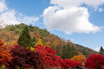 Beautiful autumn scenery in Korea