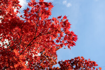 Beautiful autumn scenery in Korea