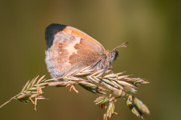 one brown butterly sits on a stalk in a meadow