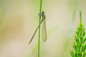 one green dragonfly sits on a stalk in a meadow