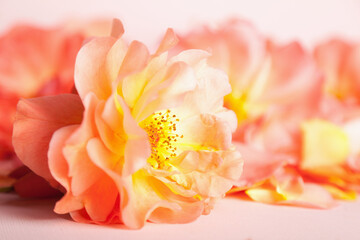 Rose leaves