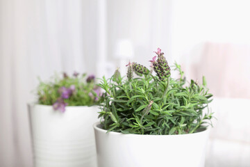 Lavender in white plant pot